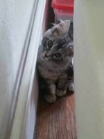 /album/jayzy-de-laf-/v-e10e-jpg/